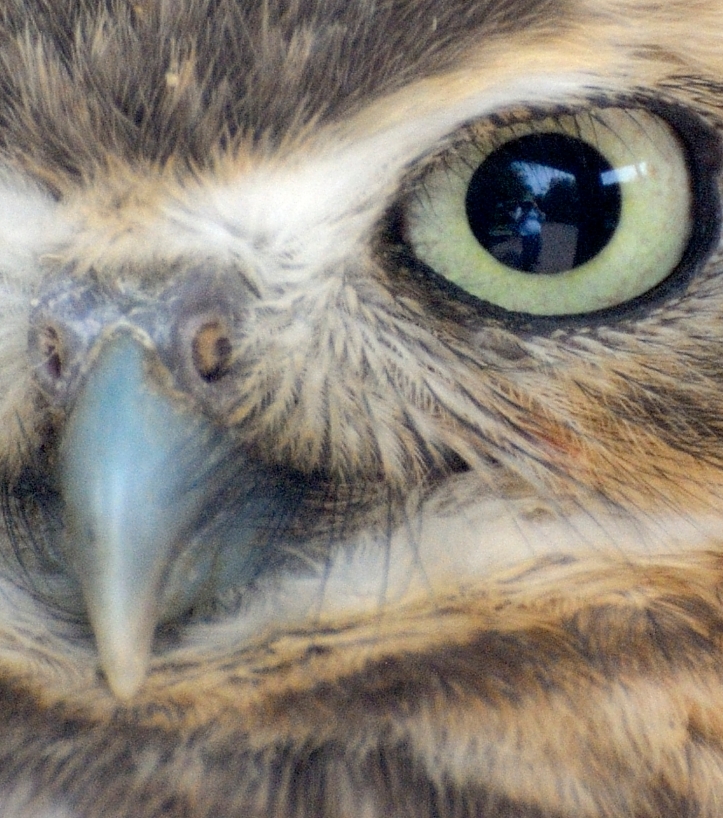 Selfie in an owl's eye