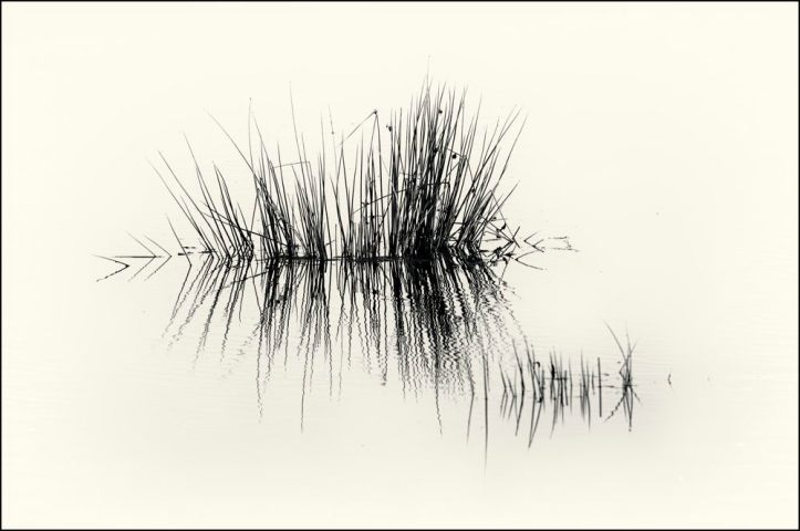the-flooded-grass-a-black-and-white-version