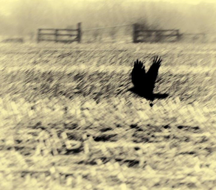 Crow over stubble field