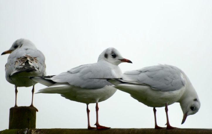 black-headed-gulls-for-lynn-wohlers