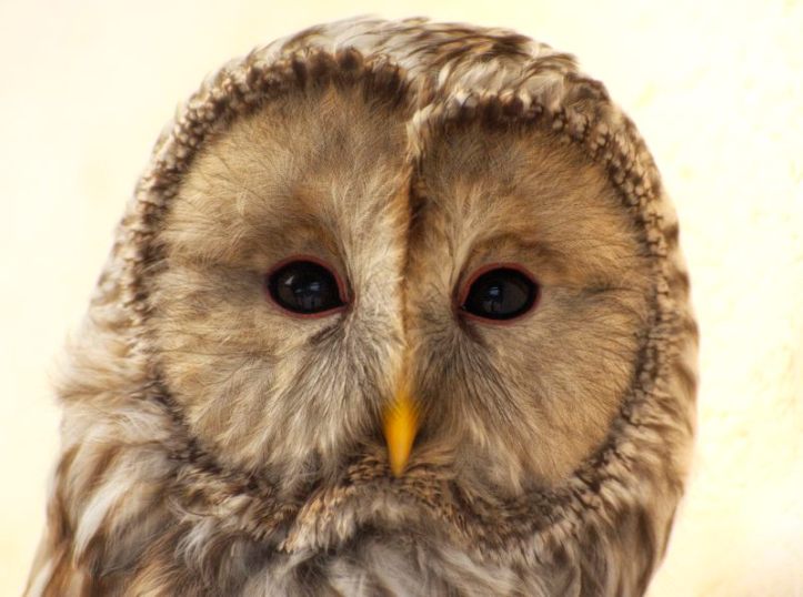ural-owl